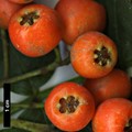 SpeciesSub: subsp. maderensis